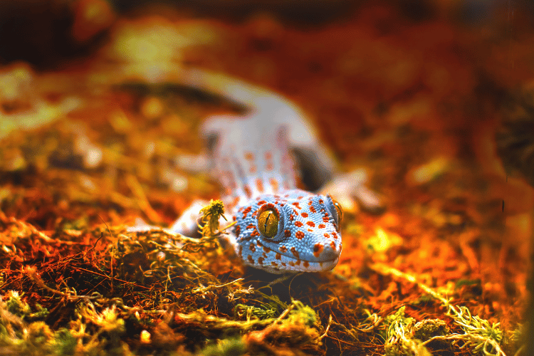 Exotic animal tokay gecko lizard