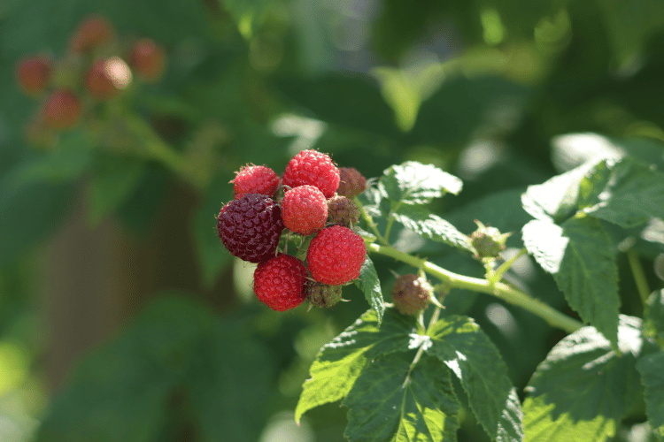 Immature raspberries and blackberries on the shrub