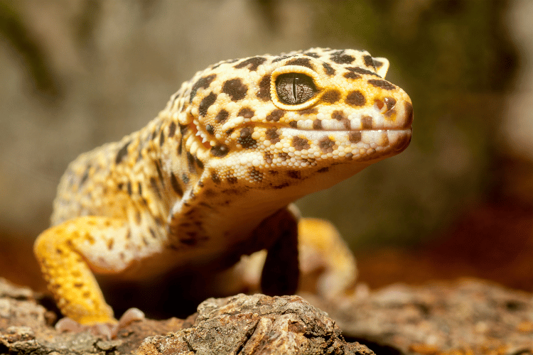 Close-up of leopard gecko climbing a rock