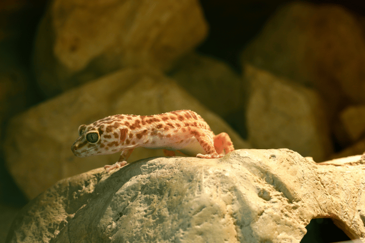 Leopard gecko climbing the rocks