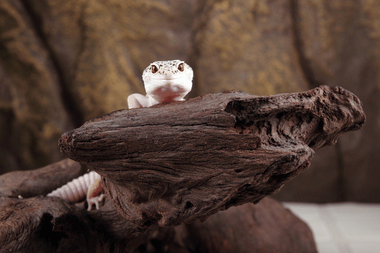 Leopard gecko on wooden branch