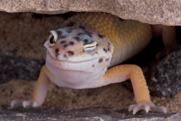 Leopard gecko winking, closeup