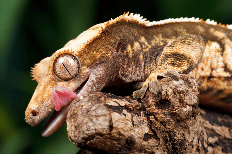Macro shot of crested gecko