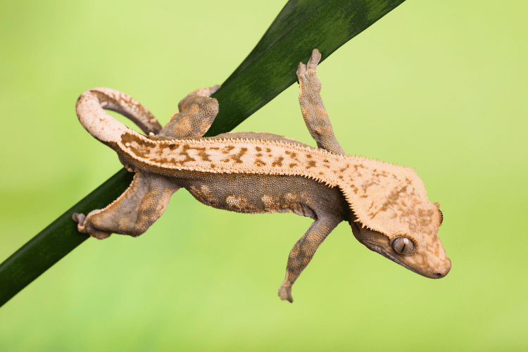 Pinstripe crested gecko at leaf on a green background