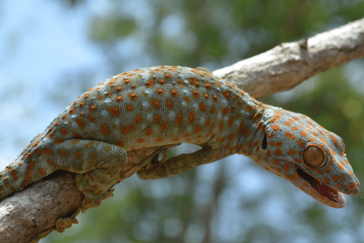 Tokay gecko resting on a wooden tree branch