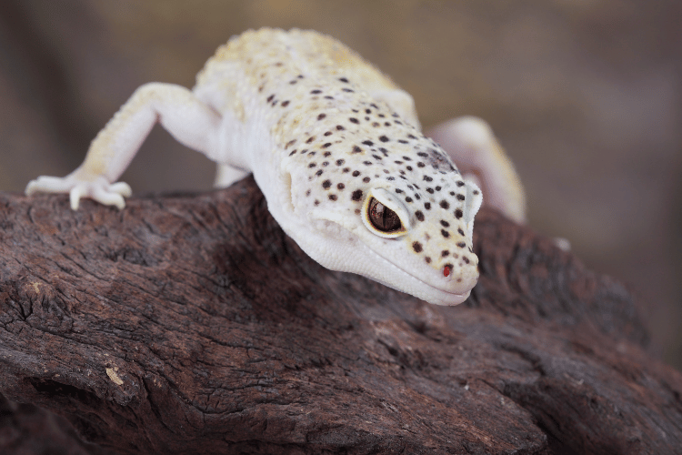 White leopard gecko on a wooden branch