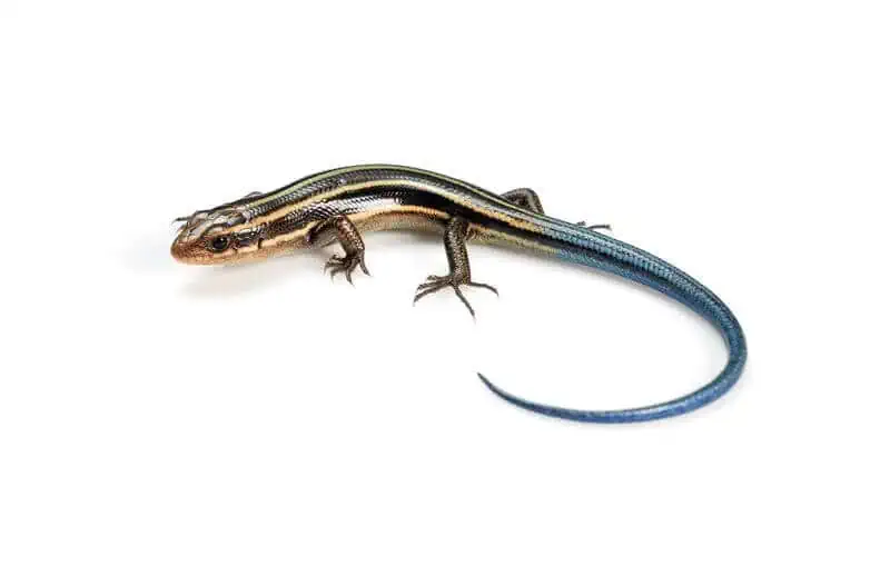 An adult blue-tailed skink