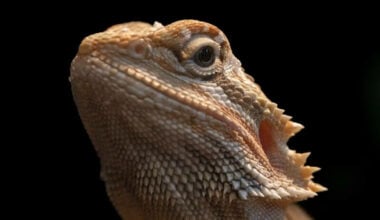 A bearded dragon after eye bulging