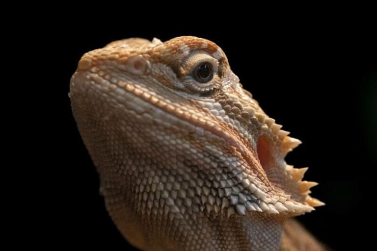 Bearded Dragon Eye Bulging: Here's Why It's Happening