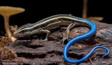 A blue-tailed skink