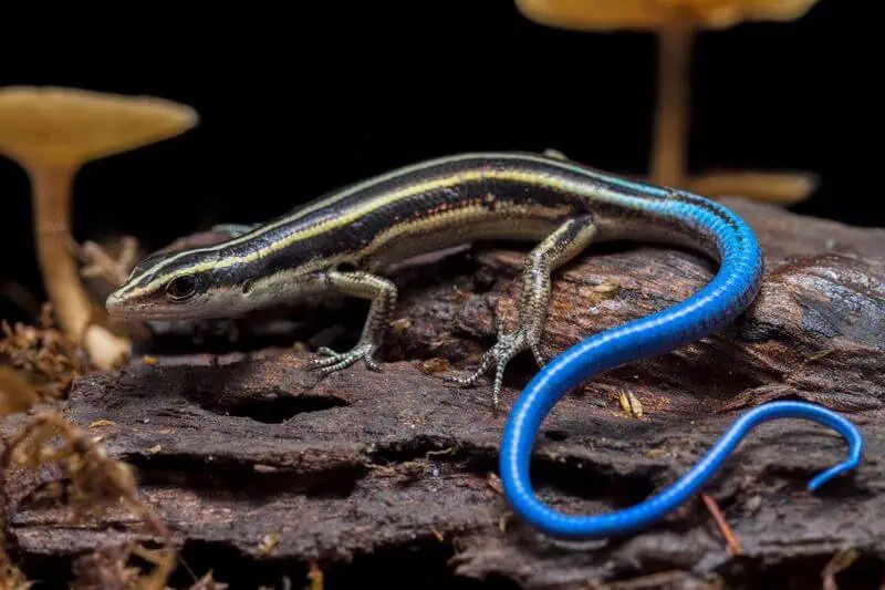 A blue-tailed skink