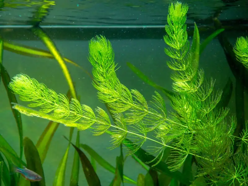 Hornwort underwater