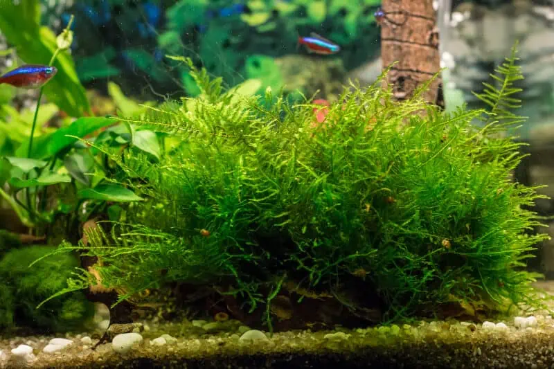 Java moss in a tank