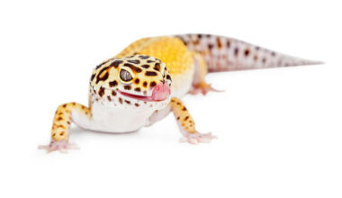 A leopard gecko looking like it might bite