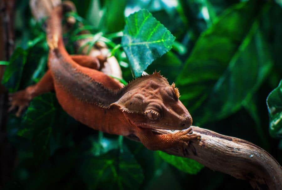 Purple Crested Gecko purple-crested-gecko