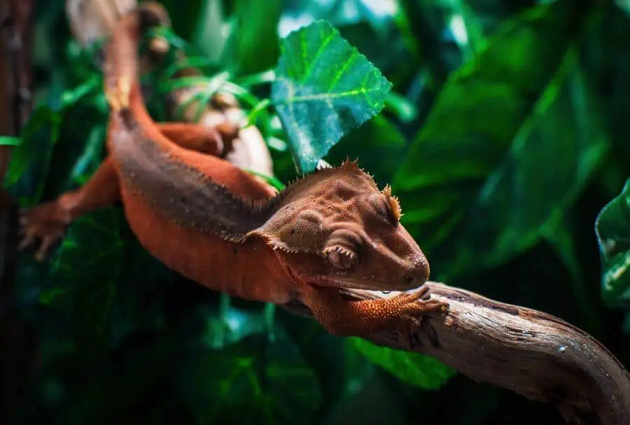 A crested gecko enjoying safe live plants in its enclosure