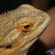 A bearded dragon that used to have nose plugs
