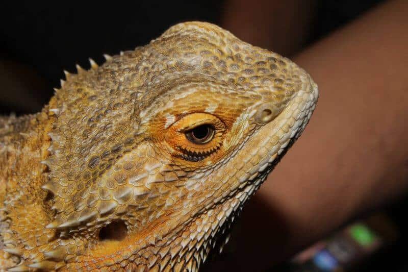 What To Do About Bearded Dragon Nose Plugs Full Guide