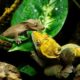 Crested geckos living together