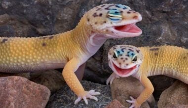 How to tell if a leopard gecko is a male or female
