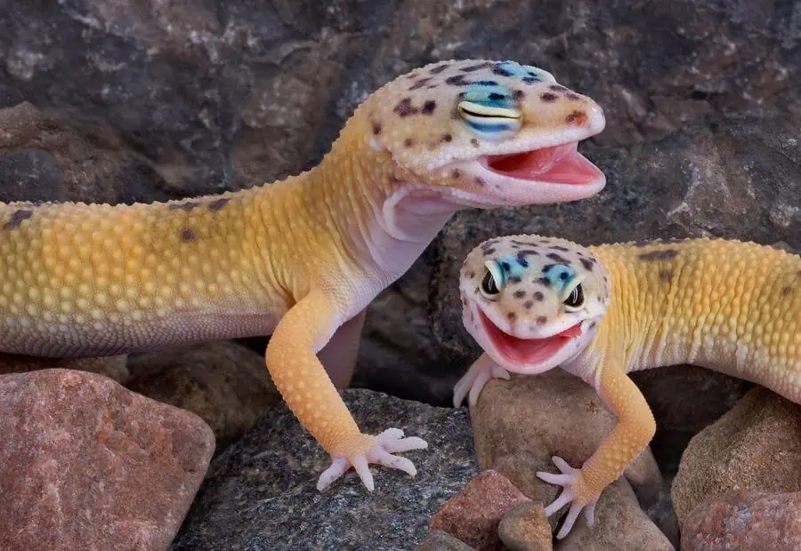 How to tell if a leopard gecko is a male or female