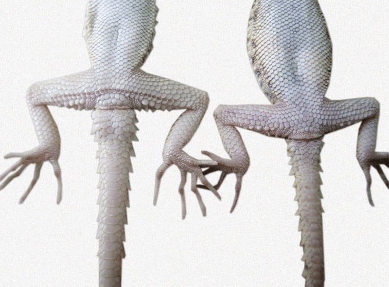 How To Tell If A Leopard Gecko Is Male Or Female