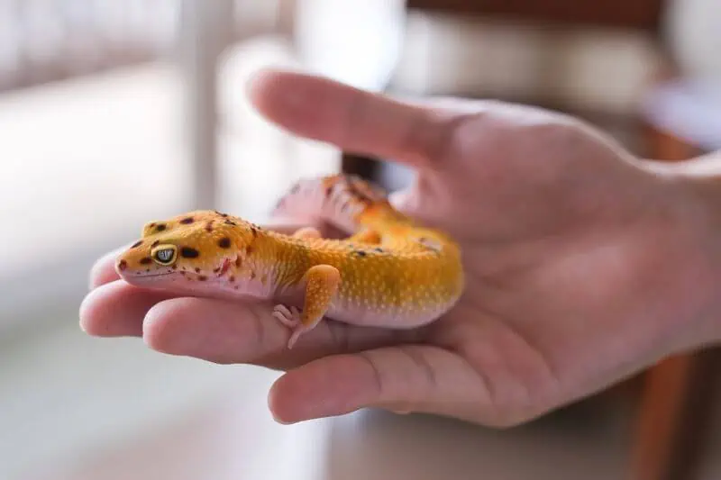 A leopard gecko that is no longer sick or dying