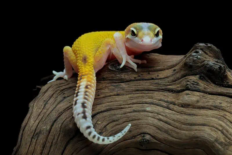 A leopard gecko after recovering from a dropped tail
