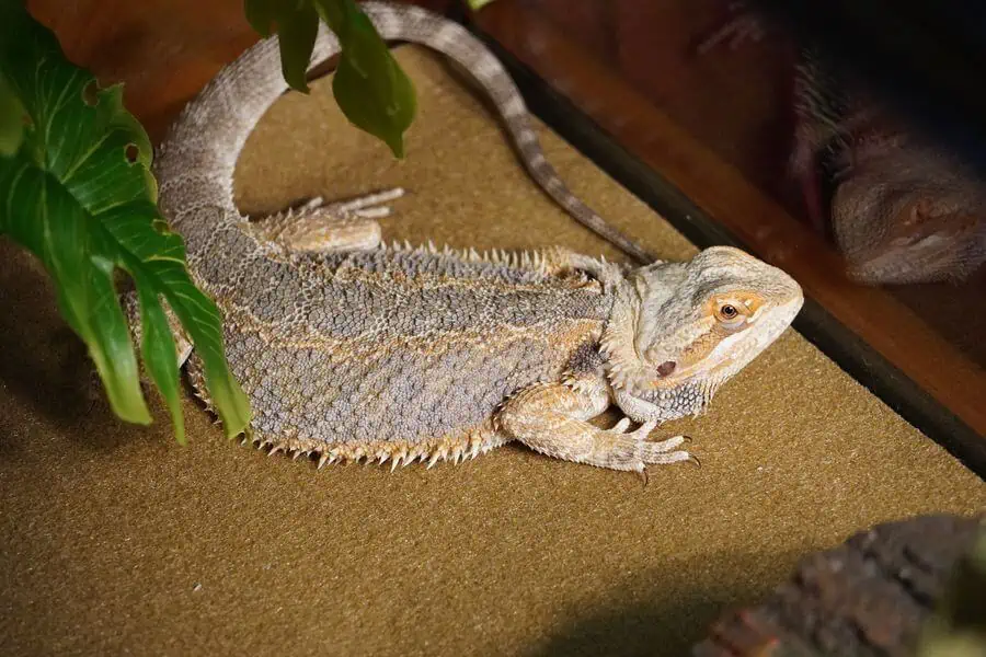 A bearded dragon laying flat in a pancake position