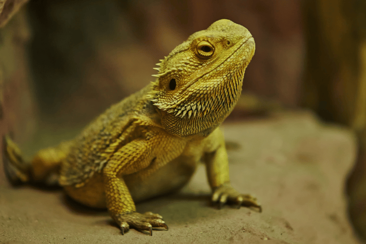 Uromastyx vs. Bearded Dragons Which Makes a Better Pet?