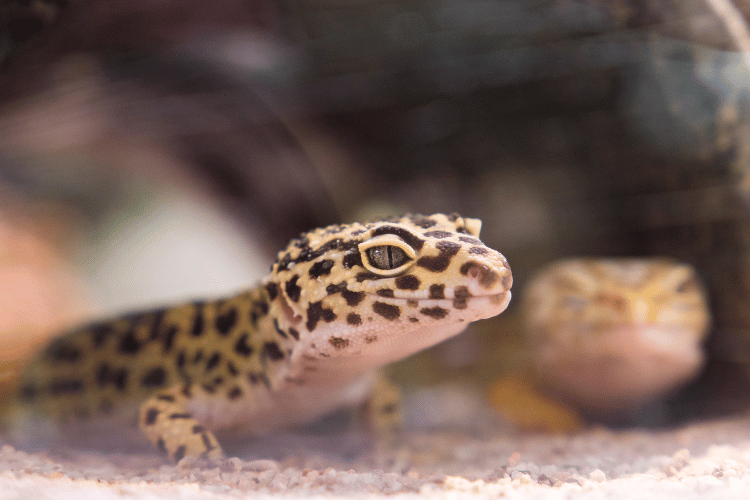 Close-up Photography of Black and Brown Lizard