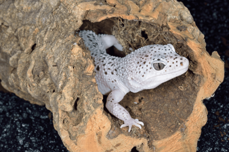 Leopard Gecko Toes Falling Off: Why Does This Happen?