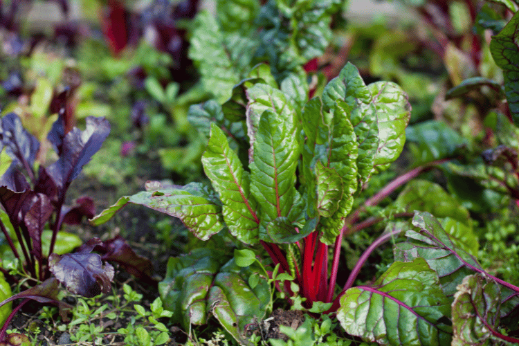 Red chard, green beets in the permaculture garden