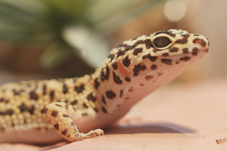 Yellow and Brown Spotted Leopard Gecko