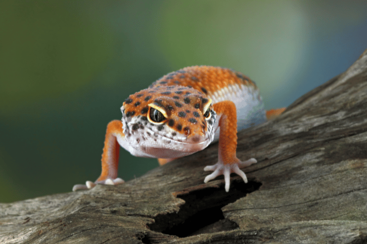 leopard gecko in wood