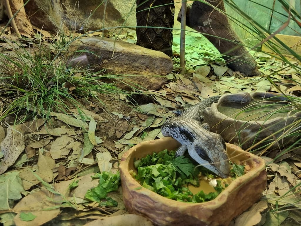 Our Australian Blue Tongue Lizard feeding