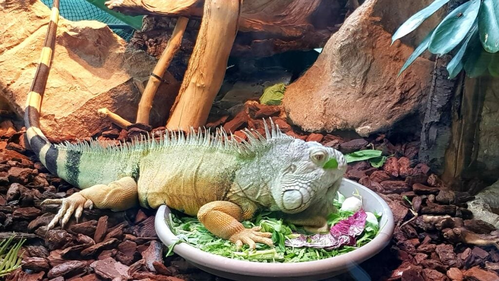 A green iguana at a food bowl