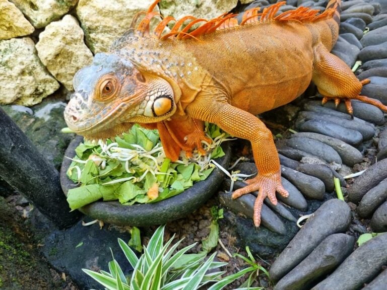 A Red Iguana eating some greens