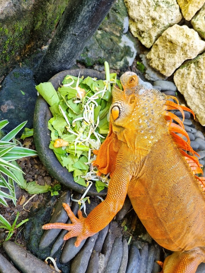 A Photo we took of our Red Iguana while eating