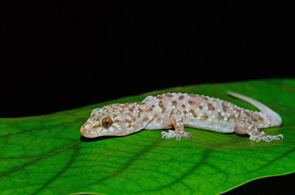 Mediterranean house gecko on a leaf