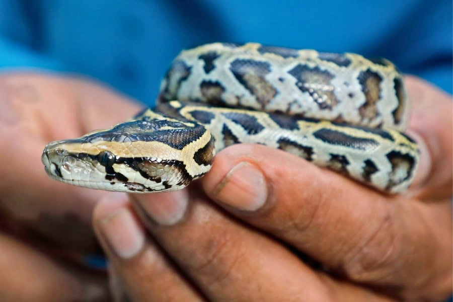 How Big Does a Ball Python Get? (Age-by-Age Guide)