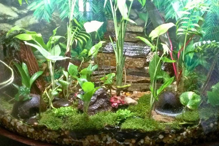 Your Frog's Happy Home A Quick and Easy Tank Setup Guide