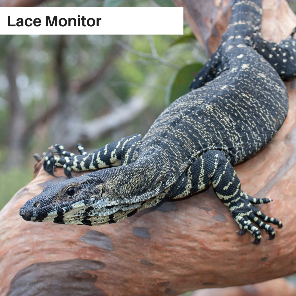 Are Agama Lizards Poisonous? - Reptile Direct