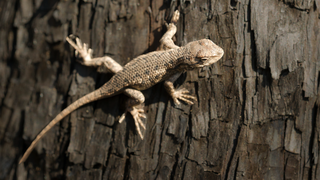 Sagebrush Lizard Care Sheet Reptile Direct
